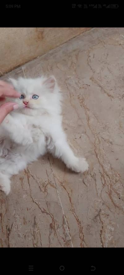 triple coated Persian white male kitten
