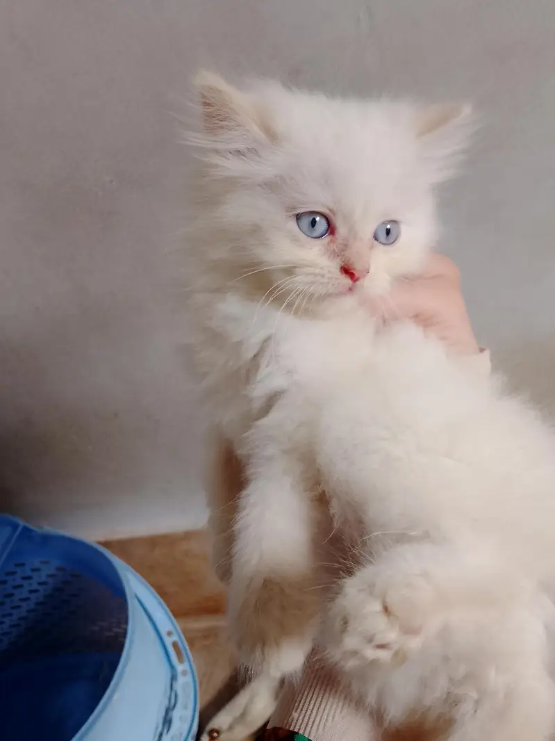 triple coated Persian white male kitten — photo 2