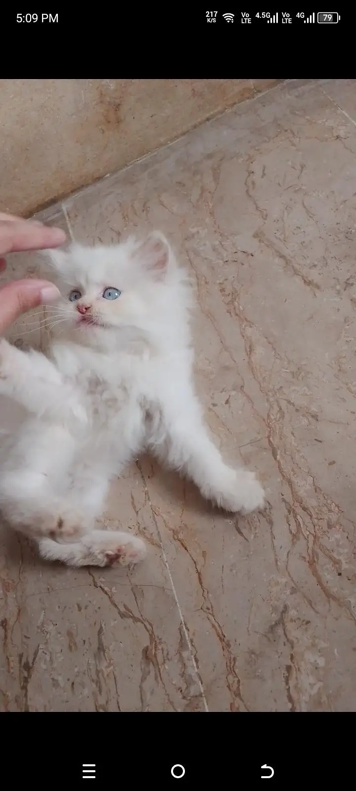 triple coated Persian white male kitten — photo 3