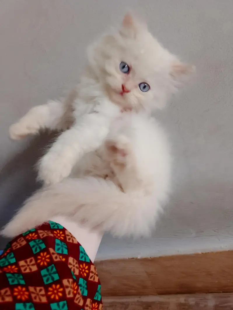 triple coated Persian white male kitten — photo 4