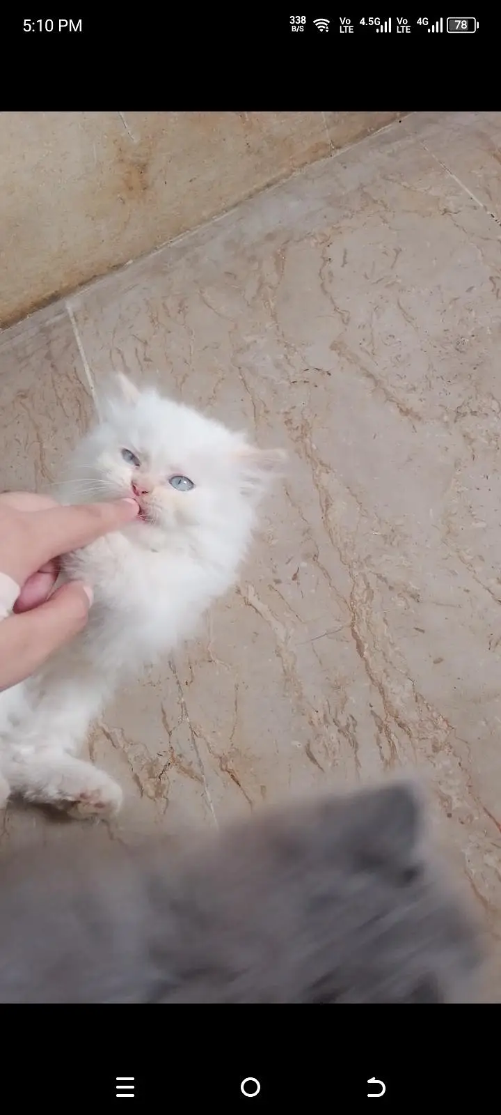 triple coated Persian white male kitten — photo 5