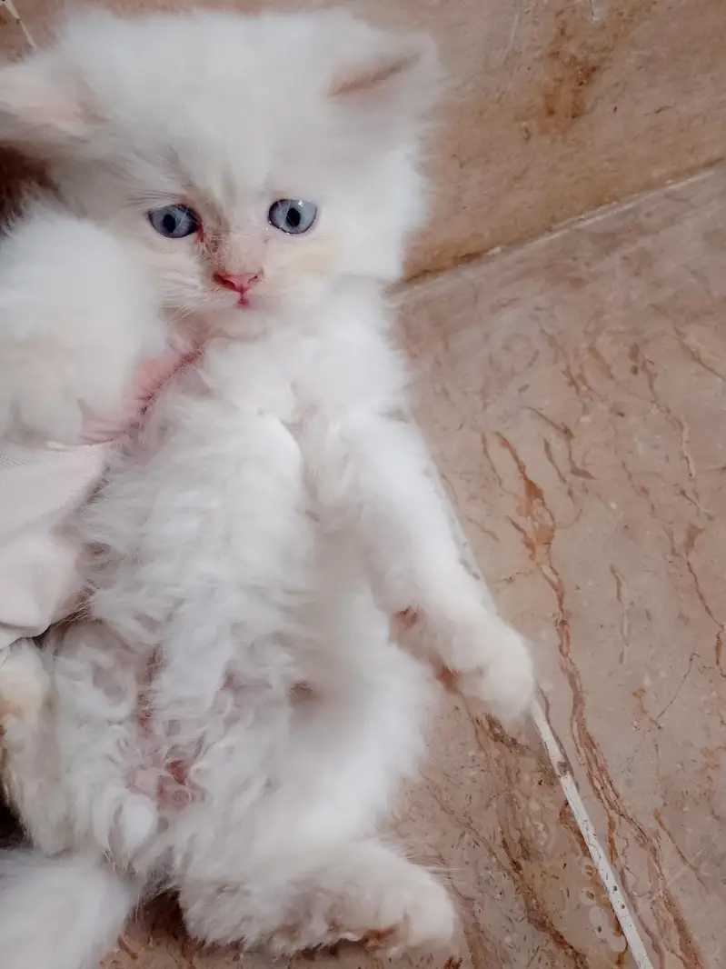 triple coated Persian white male kitten — photo 6