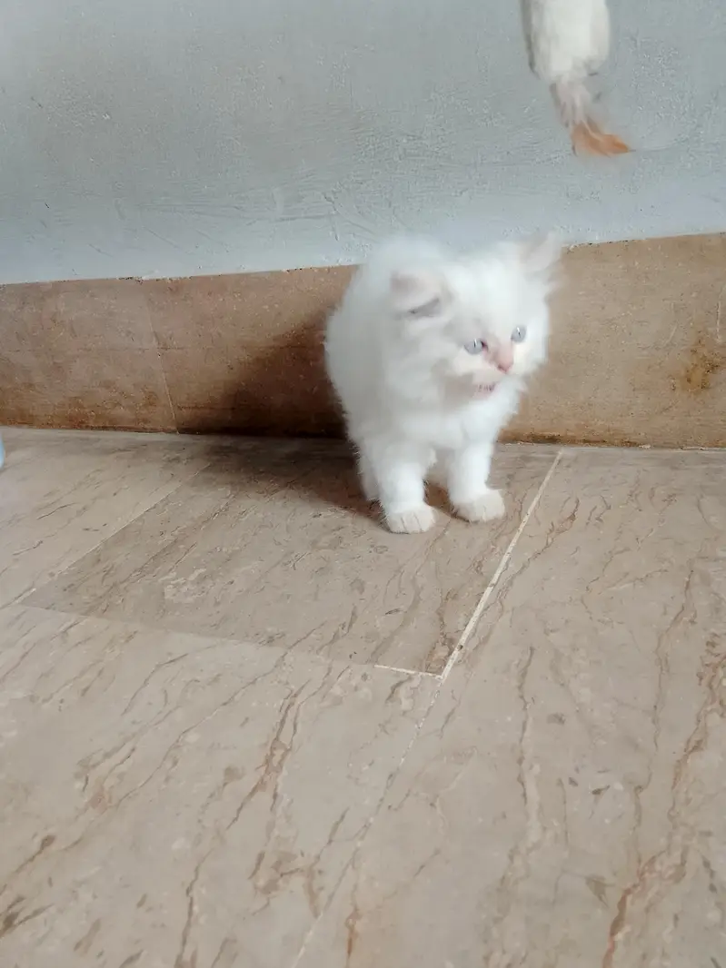 triple coated Persian white male kitten — photo 7