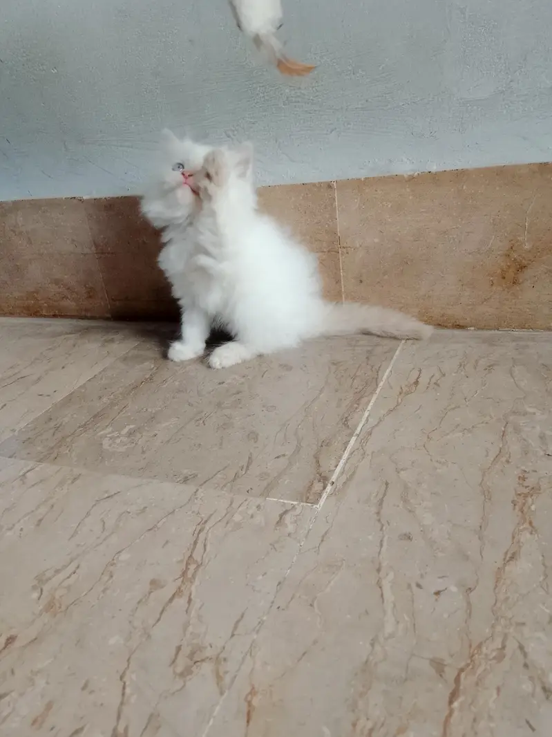 triple coated Persian white male kitten — photo 8