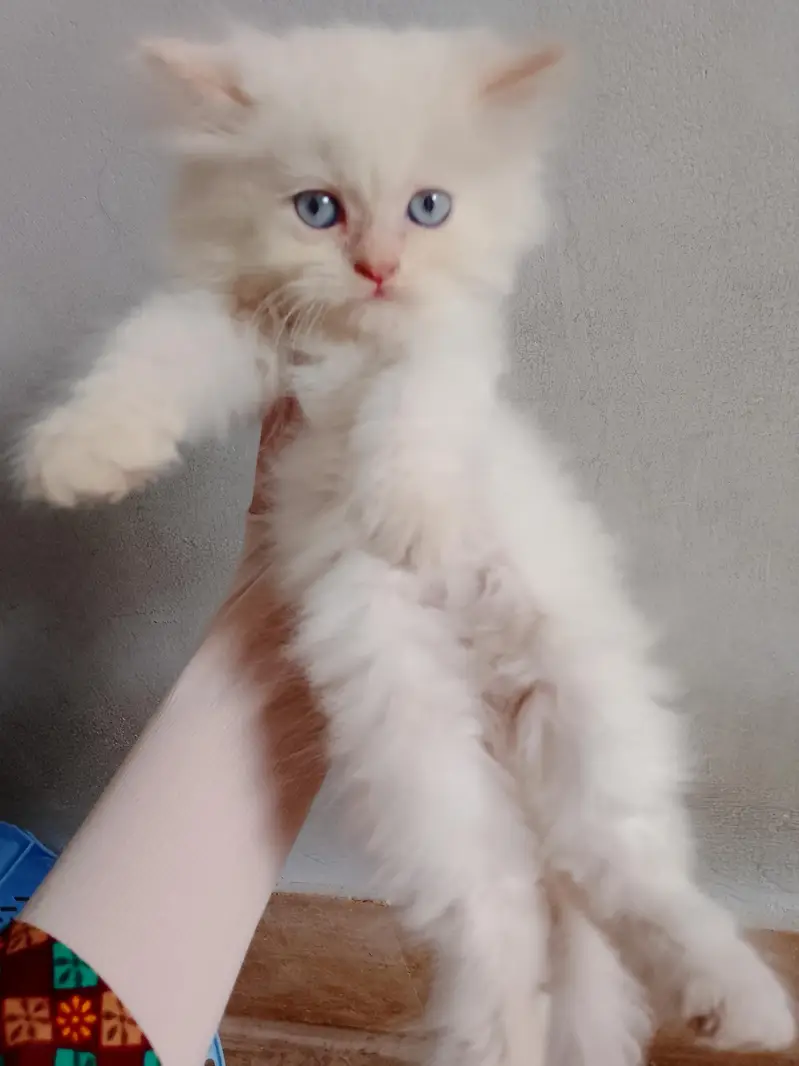 triple coated Persian white male kitten — photo 9
