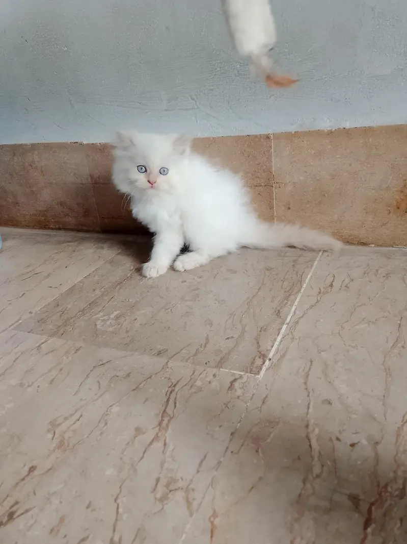 triple coated Persian white male kitten — photo 10