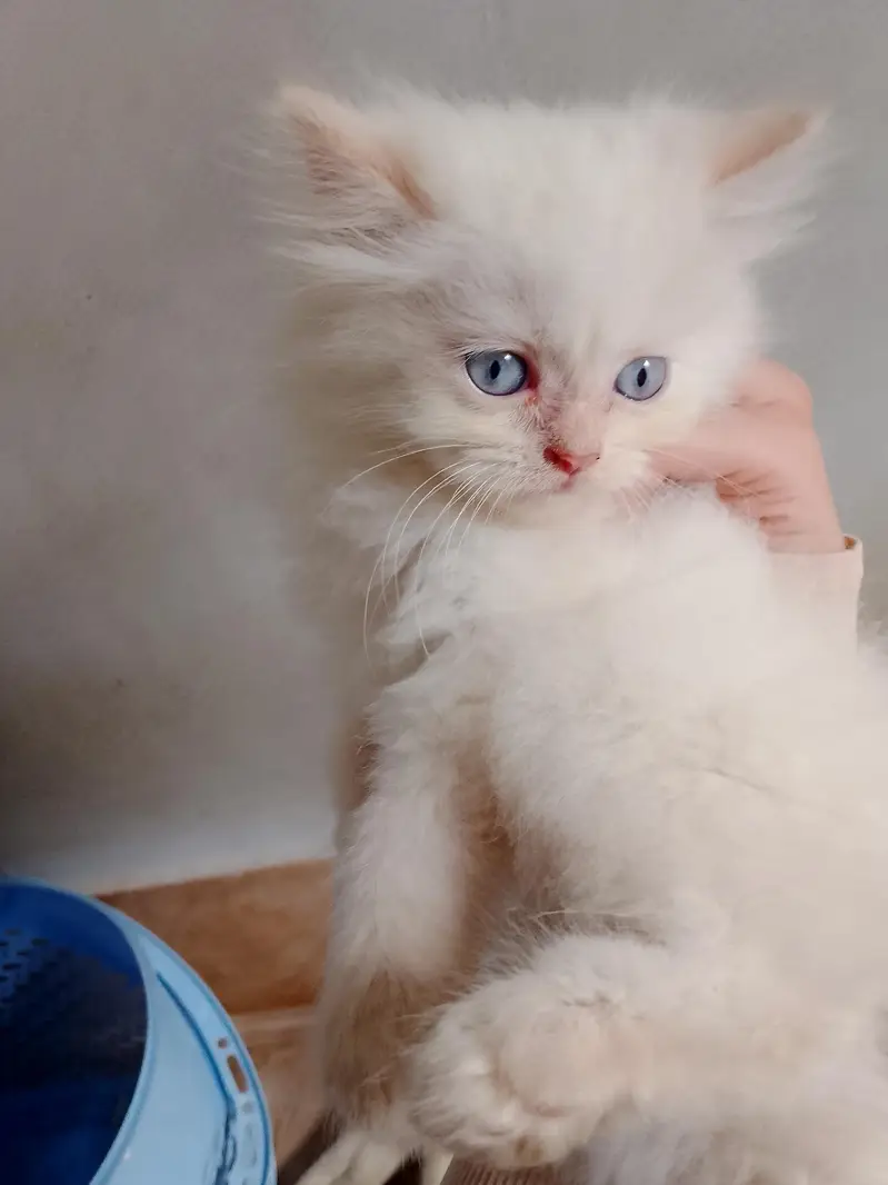 triple coated Persian white male kitten — photo 11