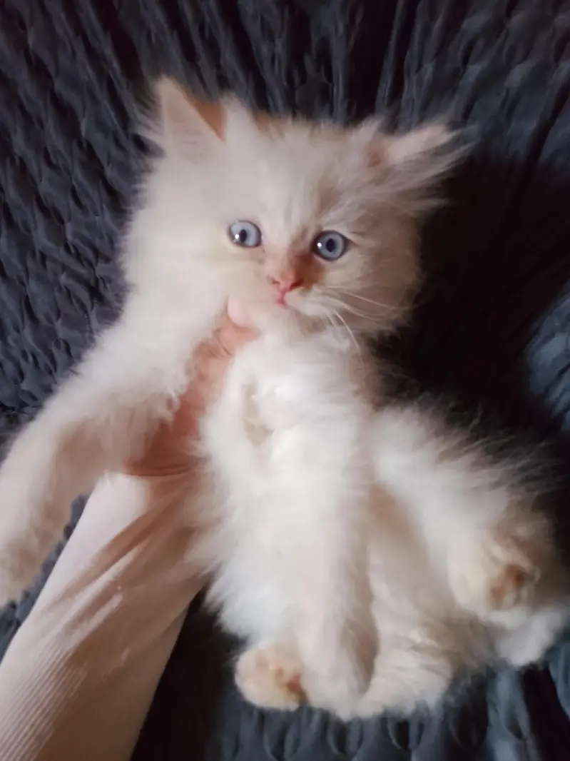 triple coated Persian white male kitten — photo 12
