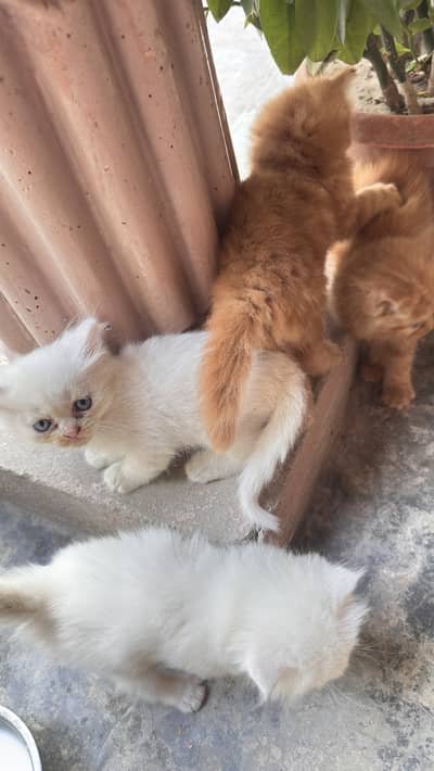Persian kitten for sale