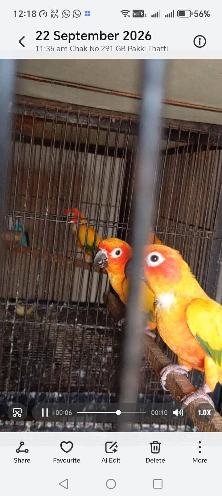 Sunconure DNA Tested 3