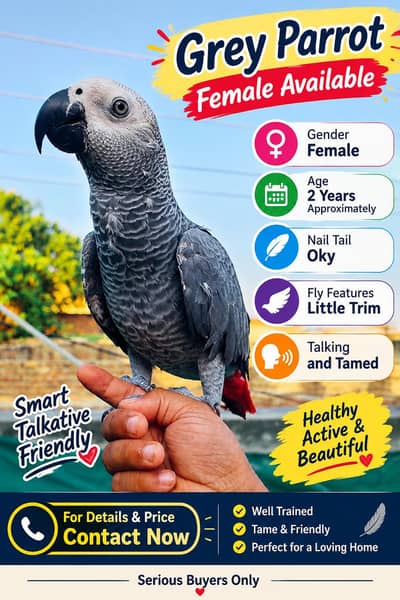 African Grey Parrot