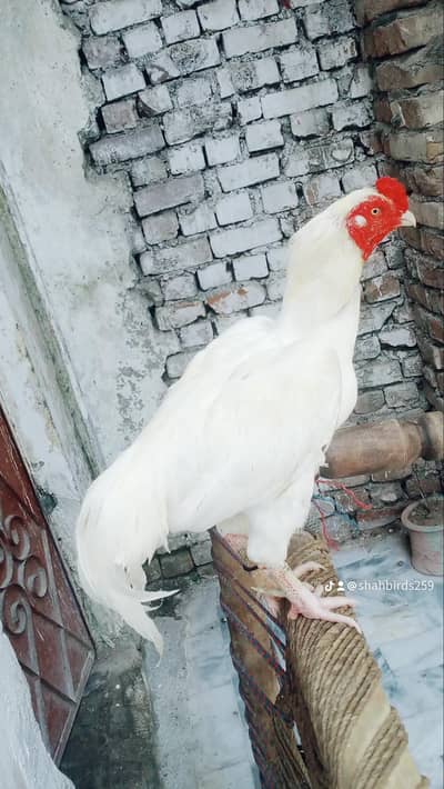 quality guarantee aseel mianwali hera