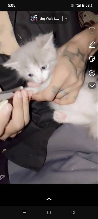 the beautiful Persian cat home breed