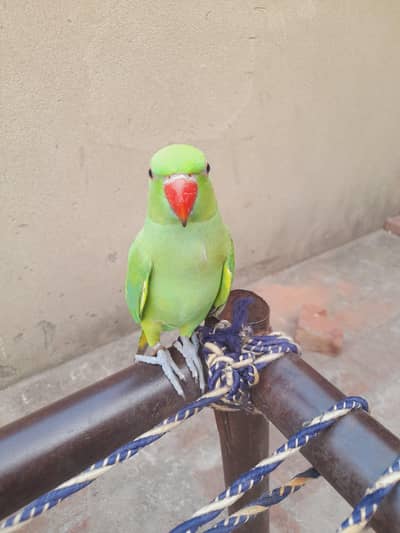 mitho patha male tame