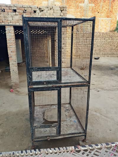cage ki height hy 5.5  03008054863 py call Kary