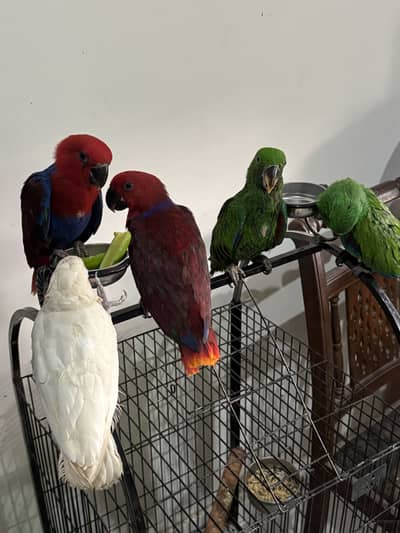 Eclectus Tame Self Pair For Sale