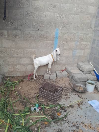 female goat fresh 2 dant only WhatsApp 03152344578