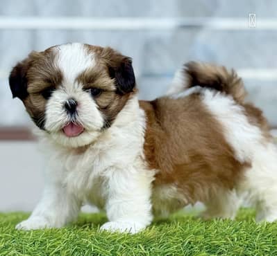 Shihtzu puppies/Pomeranian puppies