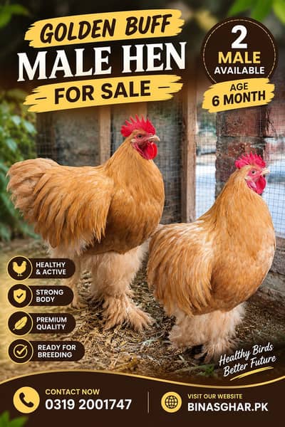 GOLDEN BUFF MALE HEN READY FOR BREEDING