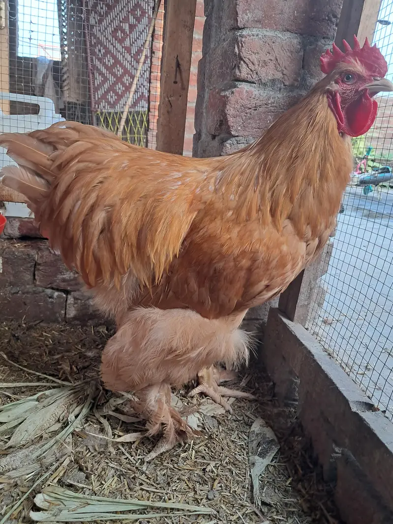 GOLDEN BUFF MALE HEN READY FOR BREEDING — photo 2