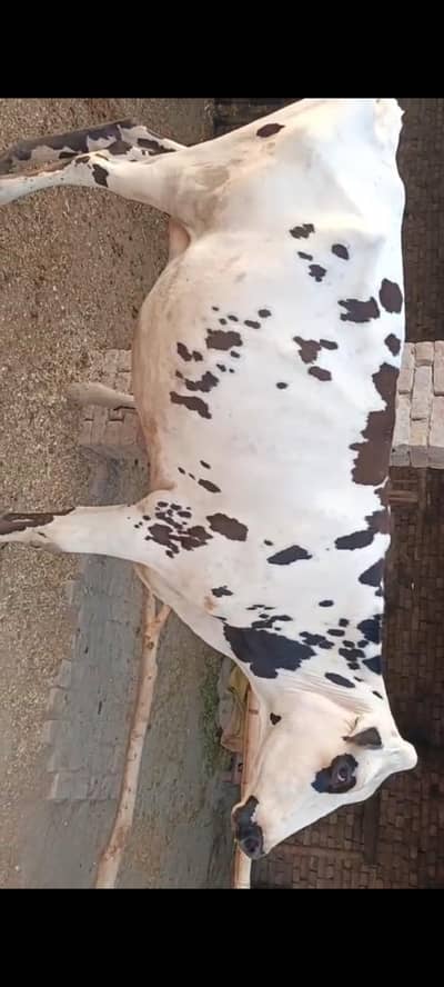 umair cow farm