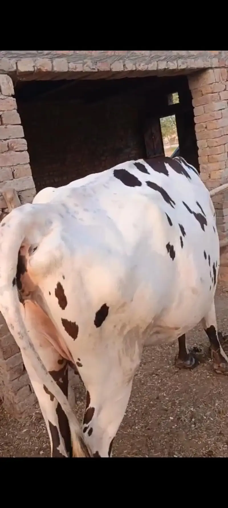 umair cow farm — photo 2