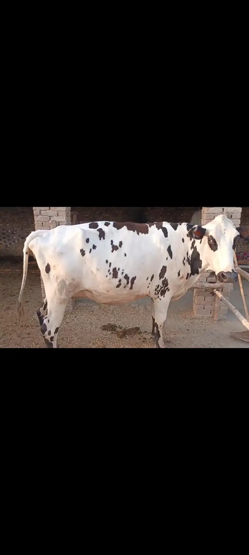 umair cow farm — photo 3