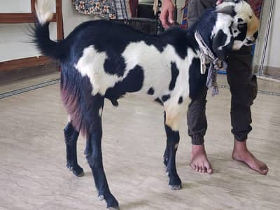 MashaAllah Khoobsurat Bakra Sale Ke Liye