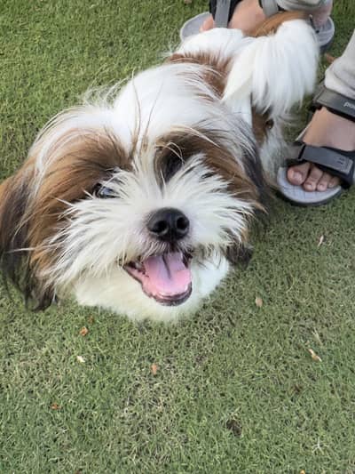 Top Quality Male Shih Tzu pup ( Shitzu Shihtzu)