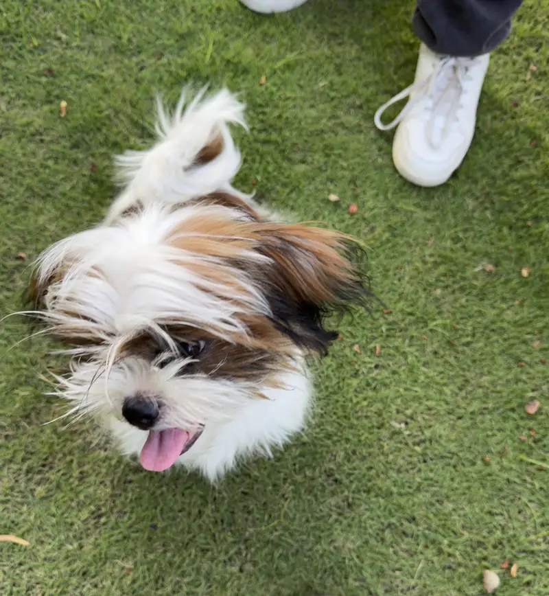 Top Quality Male Shih Tzu pup ( Shitzu Shihtzu) — photo 2