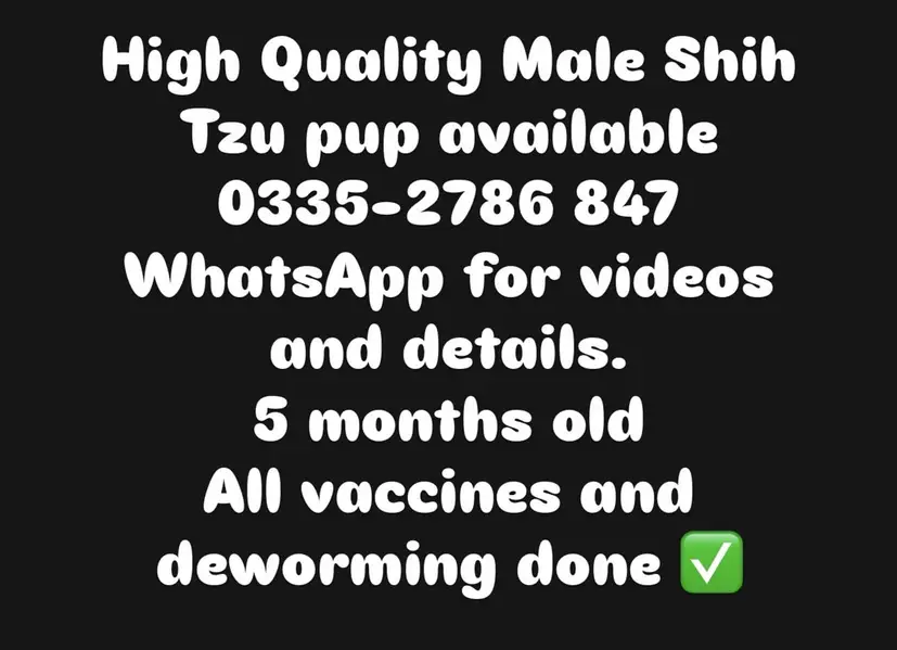 Top Quality Male Shih Tzu pup ( Shitzu Shihtzu) — photo 3