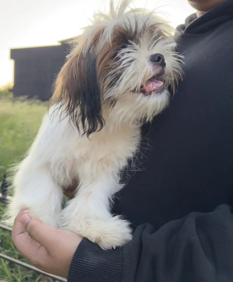 Top Quality Male Shih Tzu pup ( Shitzu Shihtzu) — photo 4