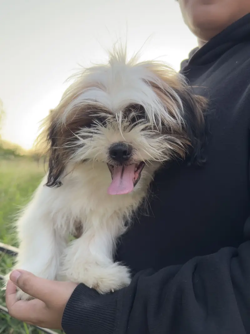 Top Quality Male Shih Tzu pup ( Shitzu Shihtzu) — photo 5