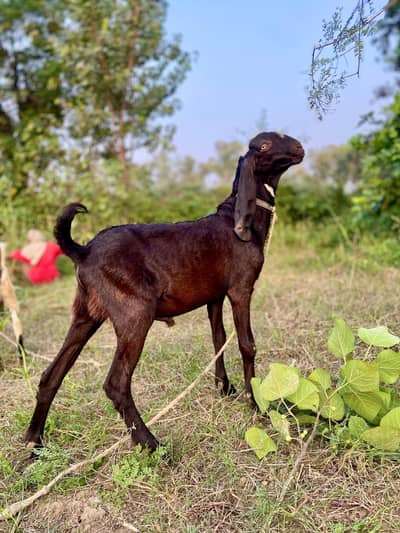 dasi bakri or is ka bache