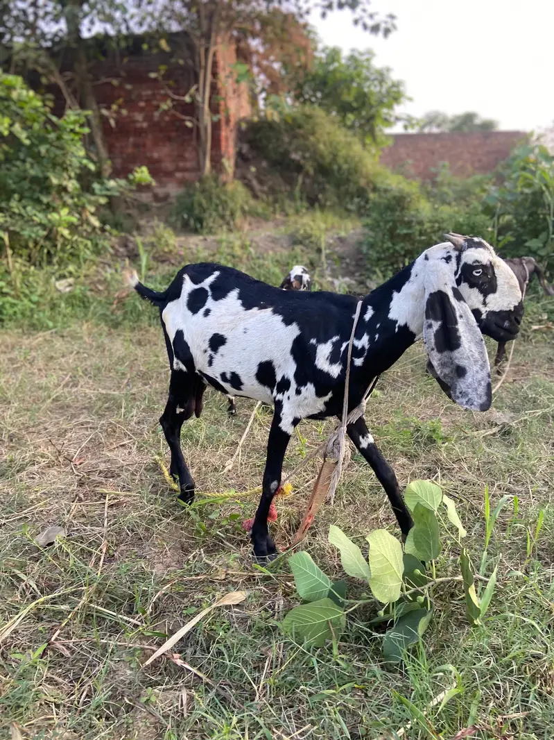 dasi bakri or is ka bache — photo 2