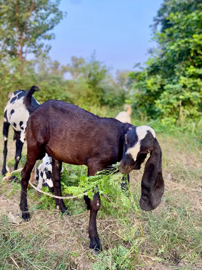 dasi bakri or is ka bache — photo 3