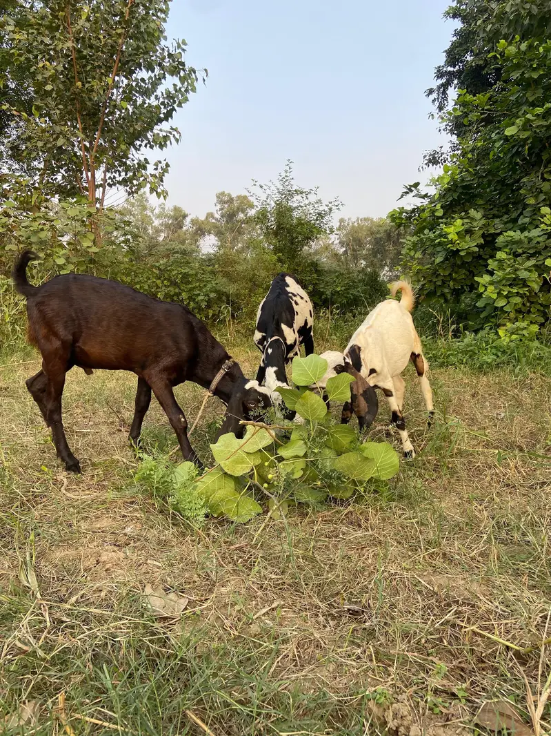 dasi bakri or is ka bache — photo 4