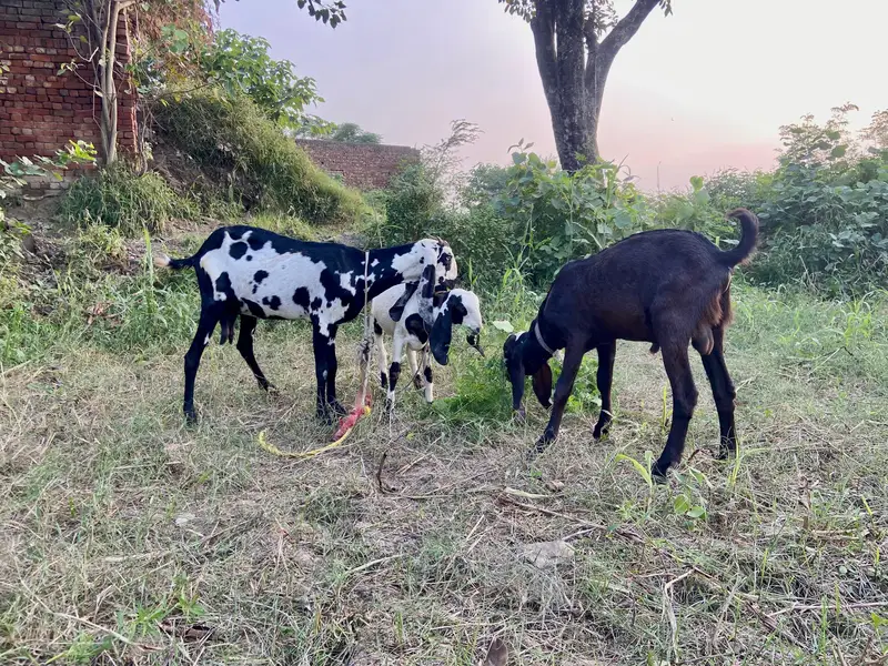 dasi bakri or is ka bache — photo 5