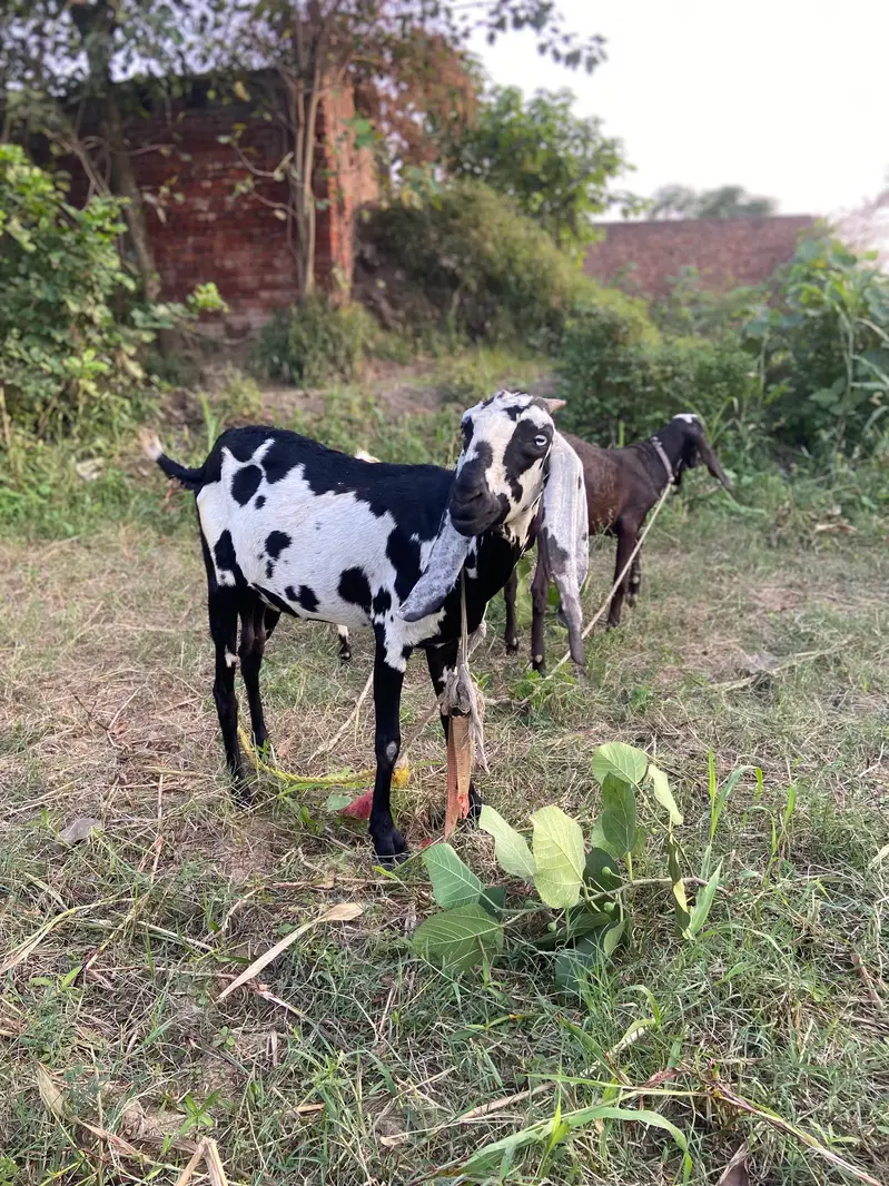 dasi bakri or is ka bache — photo 6