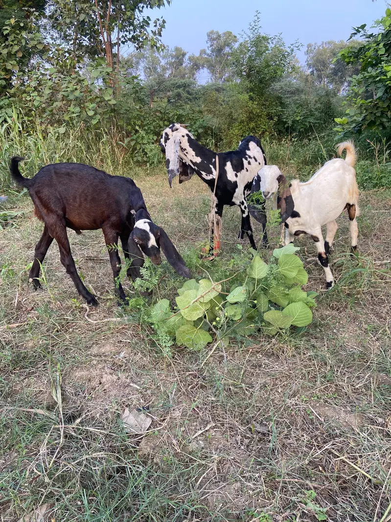 dasi bakri or is ka bache — photo 7