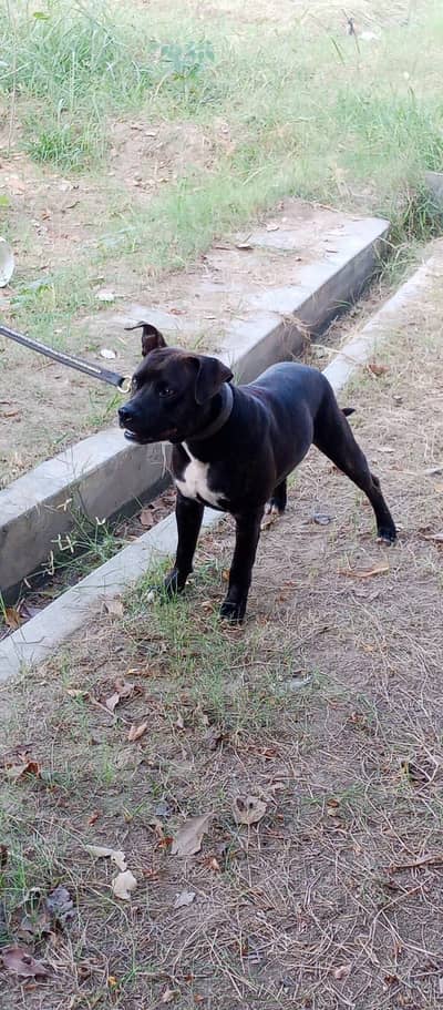 Pure gameline american pitbull terrier for sale  11 months young dog