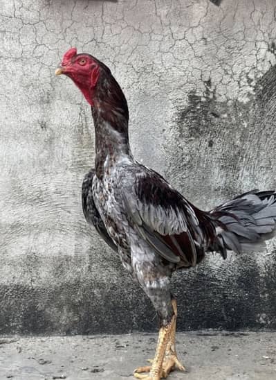 Aseel vlaiti breeder male and Pakistani female