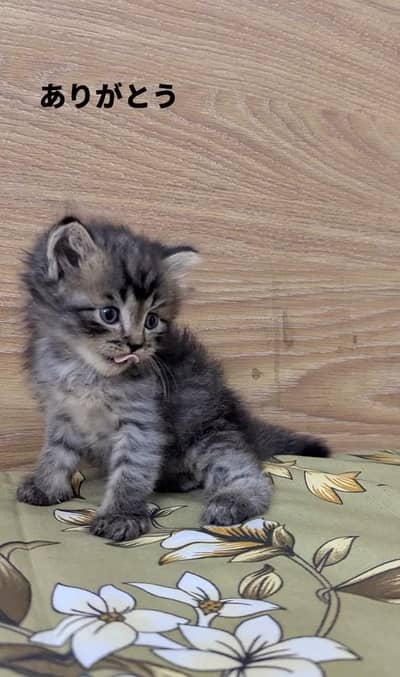 persian cats doll face