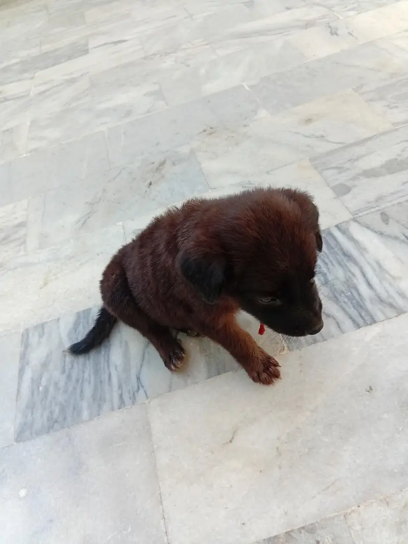 German Shepherd Black — photo 2