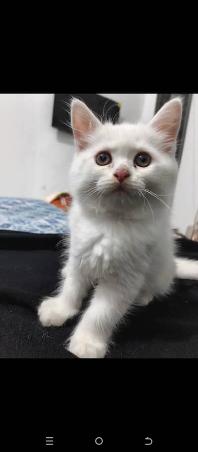 healthy Persian pair of kitten for sale