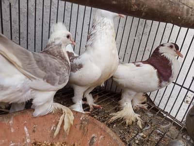 balloon breeding birds.