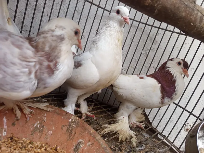 balloon breeding birds. — photo 2