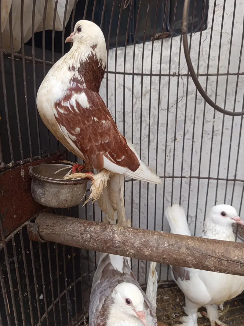 balloon breeding birds. — photo 3