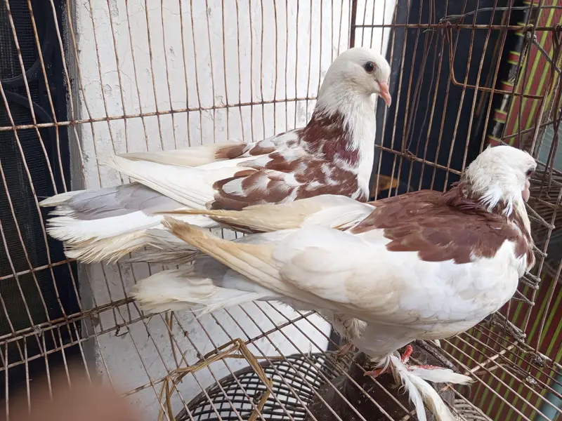 balloon breeding birds. — photo 4