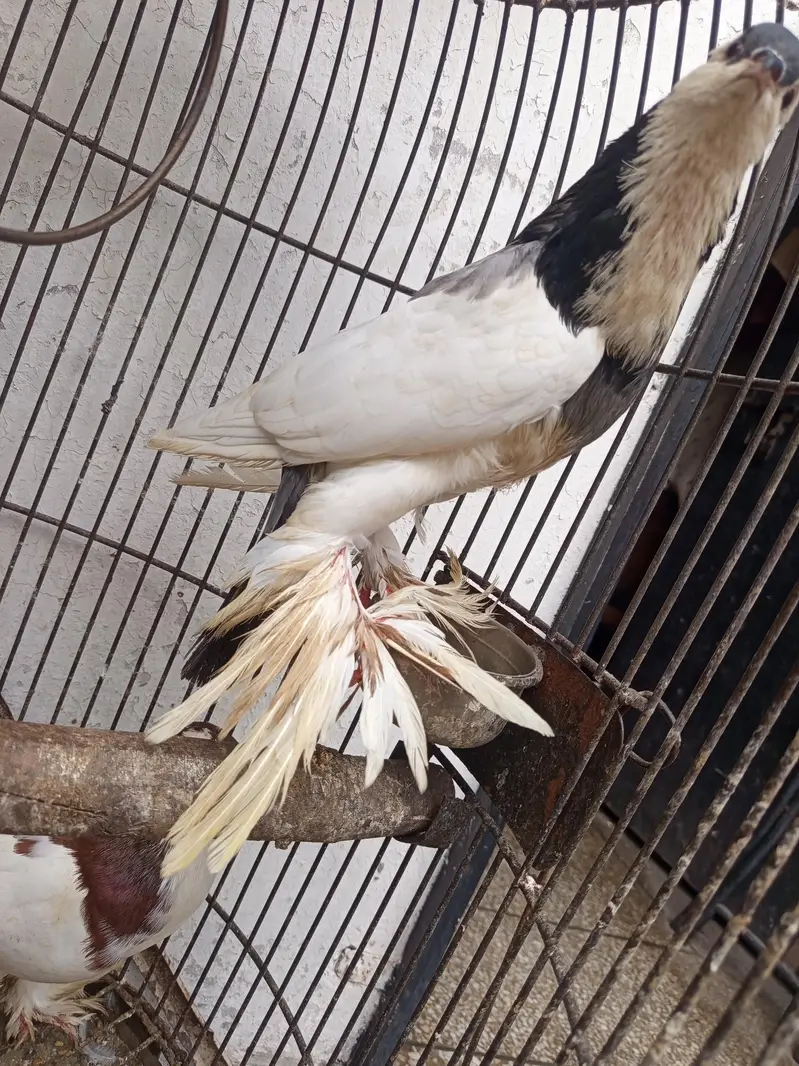 balloon breeding birds. — photo 5